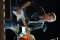Fender Custom Shop Eric Clapton Signature Stratocaster (with Case)
