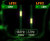 LFO